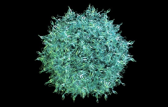 adeno-associated viruses